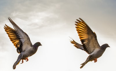 两只棕色的鸟儿在空中飞翔